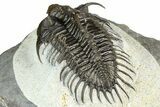 Spiny Comura Trilobite - Ofaten, Morocco #363018-5